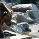 A bear, pictured reflecting on this whole sad affair.
